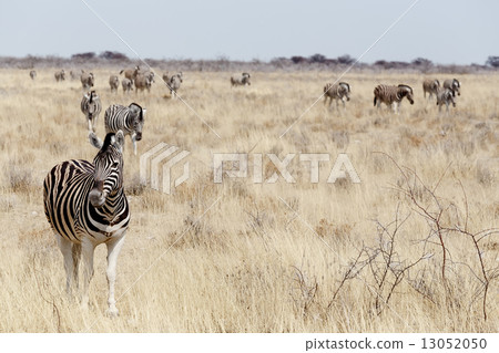 Zebra in african bush Zebra in african bush 13052050