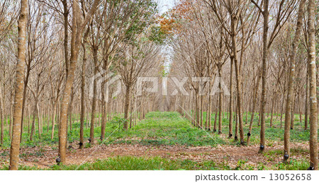 Rubber plantation in Thailand Rubber plantation in Thailand 13052658