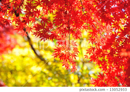 maple leaves maple leaves 13052933