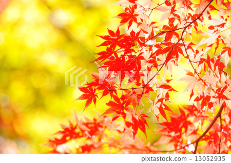 maple leaves maple leaves 13052935