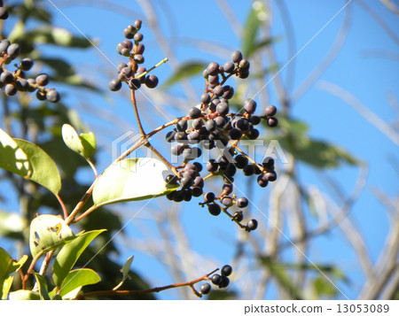The fruit that crawls of Rosso mimicchi that resemble well to a mouse 13053089