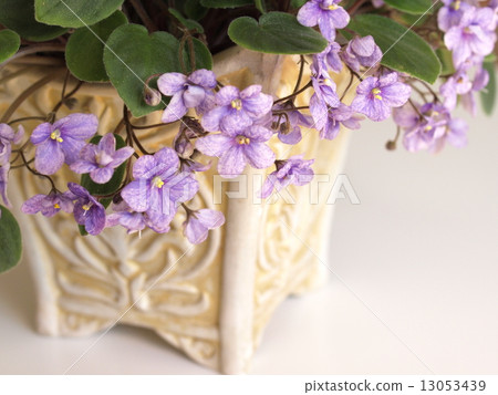 St. Paul's flowers planted in chic pots, light purple, interior 13053439