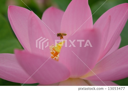 Chusonji蓮花和蜜蜂 Chusonji蓮花和蜜蜂 13053477