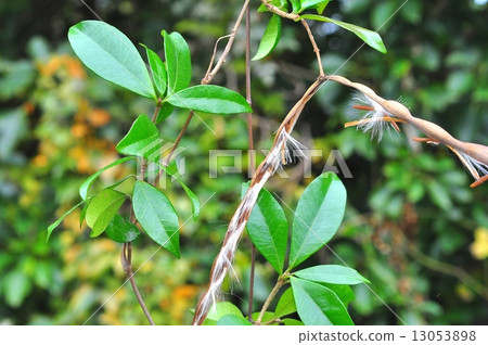 Tei Ka zera real Tei Ka zera real 13053898