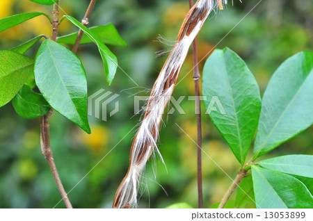 Tei Ka zera real Tei Ka zera real 13053899