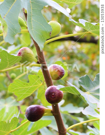 FIG. 1 FIG. 1 13053938