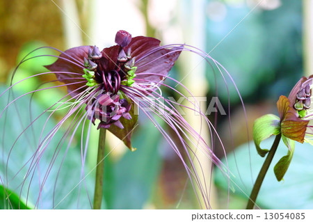 Black Cat Black Cat 13054085