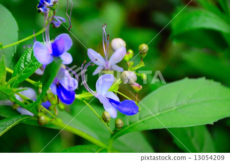 Chlorenedrom Blue Elfin 13054209
