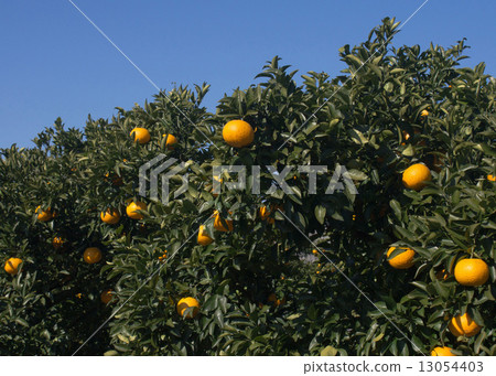 甜蜜的夏天 13054403