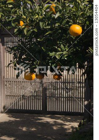 甜蜜的夏天 13054404