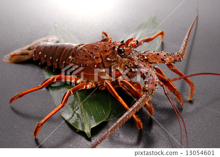 Shrimp Ise 13054601