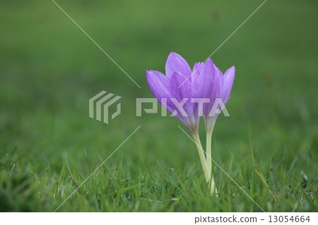 兩輪開花 13054664