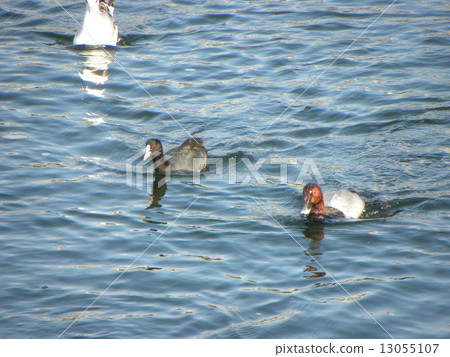 Ooban of the resident and migratory birds 13055107