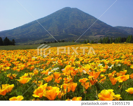 California poppy 13055170