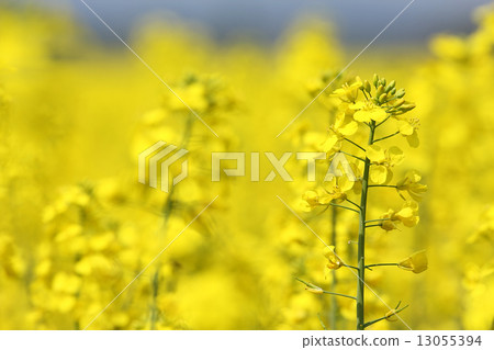 Colza flowers 13055394