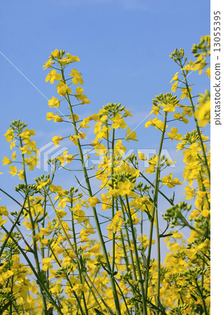 Colza flowers  13055395