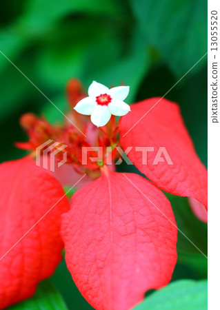 Kikunori Kununu（Higoromonkonkonka） 13055520