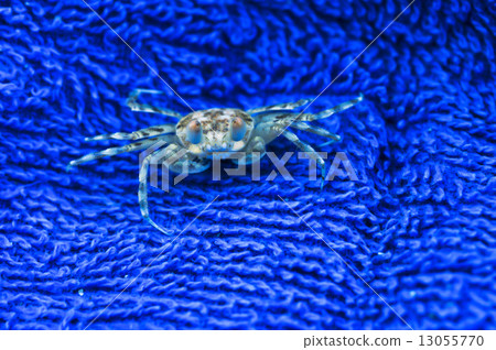 crab. crab on background 13055770