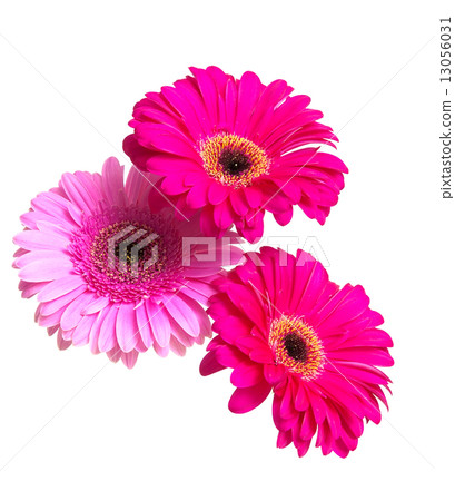 Three beautiful gerbera flower isolated on white background 13056031