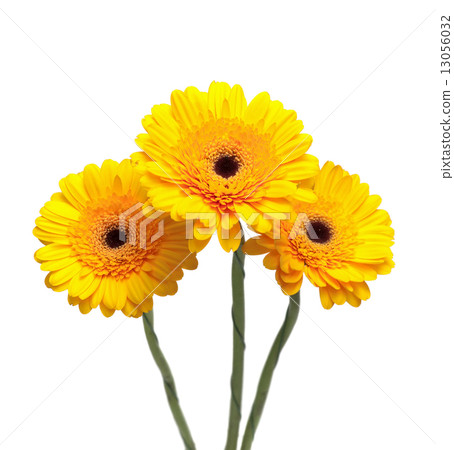 yellow gerbera flowers isolated on white background close-up yellow gerbera flowers isolated on white background close-up 13056032