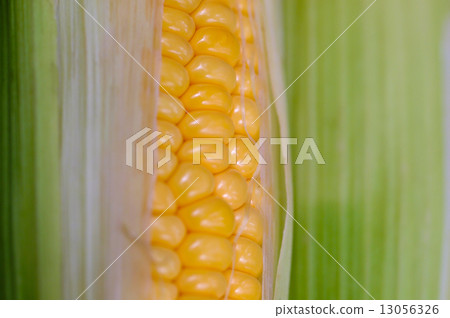sweet corn sweet corn 13056326