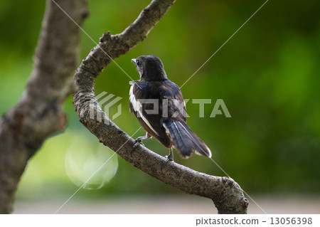 Pied Fantail Rhipidura javanica 13056398