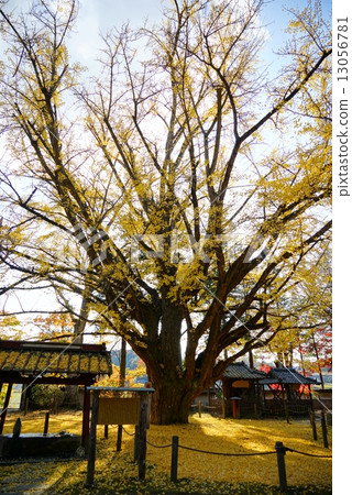 Ginkgo Ginkgo 13056781