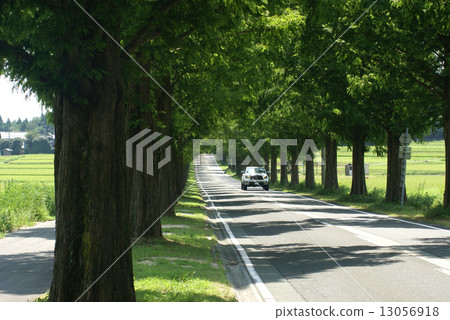 Metasequoia Treasures 13056918