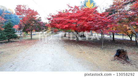 Namiseom island in autumn 13058292