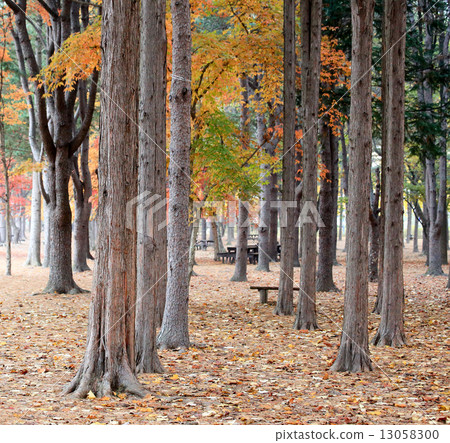 Namiseom island in autumn Namiseom island in autumn 13058300