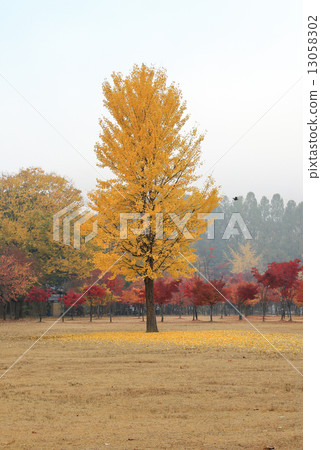 Namiseom island in autumn Namiseom island in autumn 13058302