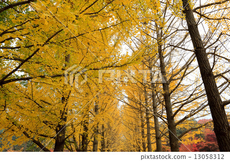 Namiseom island in autumn 13058312