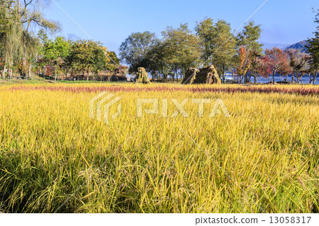 Namiseom island in autumn Namiseom island in autumn 13058317