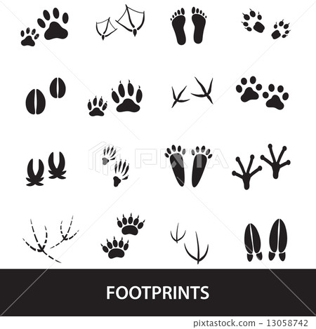 basic animal footprints set eps10 13058742