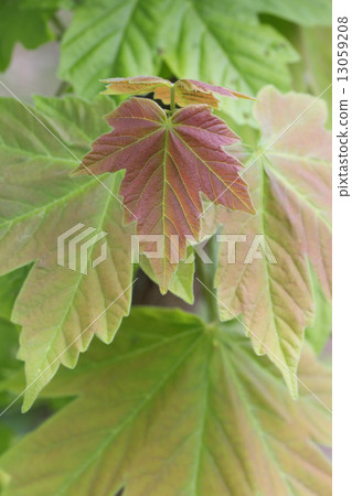 Keyholeaide年輕葉子 13059208