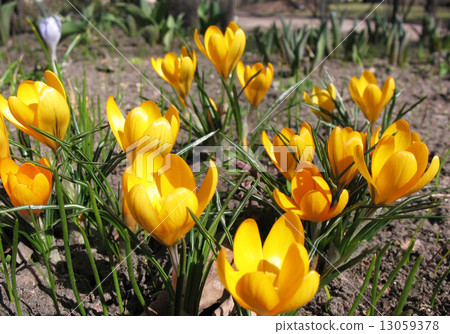 Blooming yellow crocus. A sunny day in early spring Blooming yellow crocus. A sunny day in early spring 13059378
