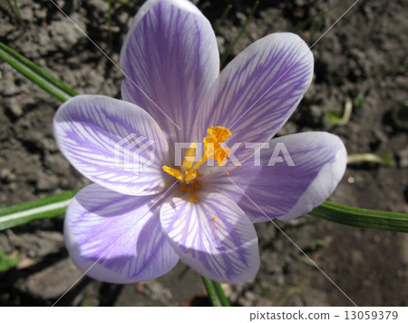 White crocus with purple veins White crocus with purple veins 13059379