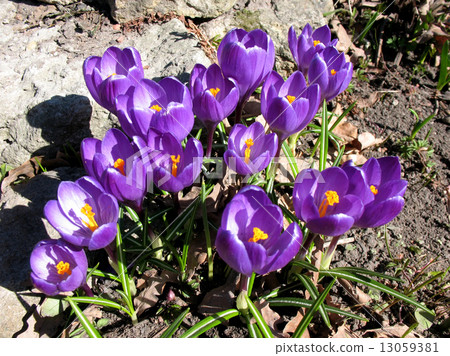 Blooming purple crocus. A sunny day in early spring 13059381