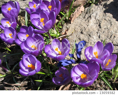 Blooming purple crocus. A sunny day in early spring 13059382