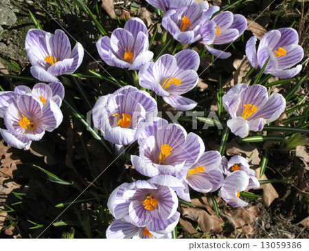 White crocus with purple veins White crocus with purple veins 13059386