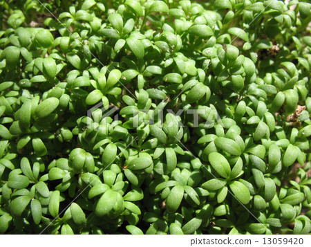 Watercress  (Lepidium sativum), cabbage family. 13059420