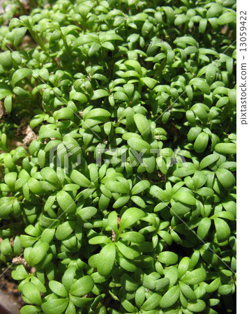 Watercress  (Lepidium sativum), cabbage family. 13059422