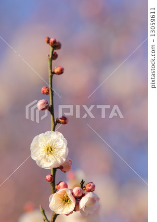 雙開花李子的牌匾 雙開花李子的牌匾 13059611