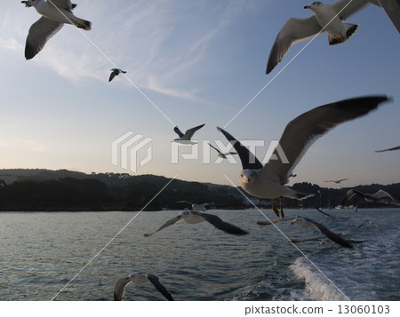 Seagull Seagull 13060103