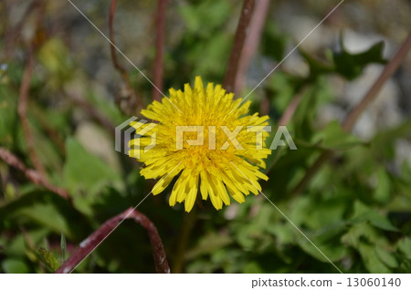 蒲公英 蒲公英 13060140