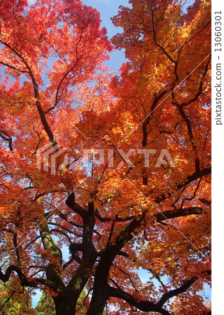 Fu colored leaves Fu colored leaves 13060301