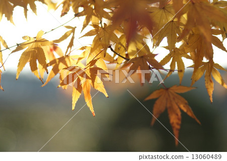 autumn 13060489