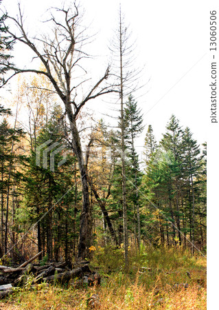 Coniferous trees - a fur-tree Coniferous trees - a fur-tree 13060506