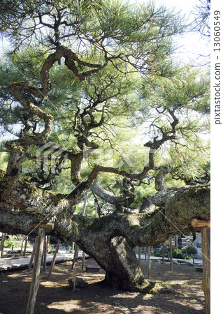 Nenji寺的松樹 Nenji寺的松樹 13060549