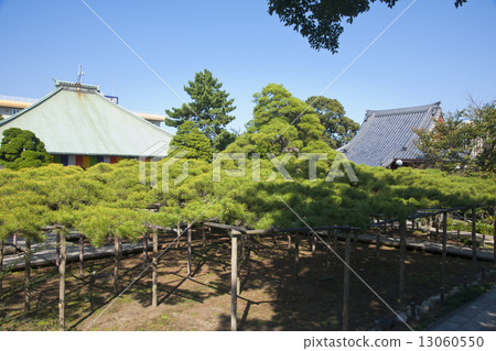 Nenji寺的松樹 Nenji寺的松樹 13060550